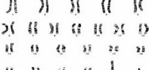 Image des chromosomes